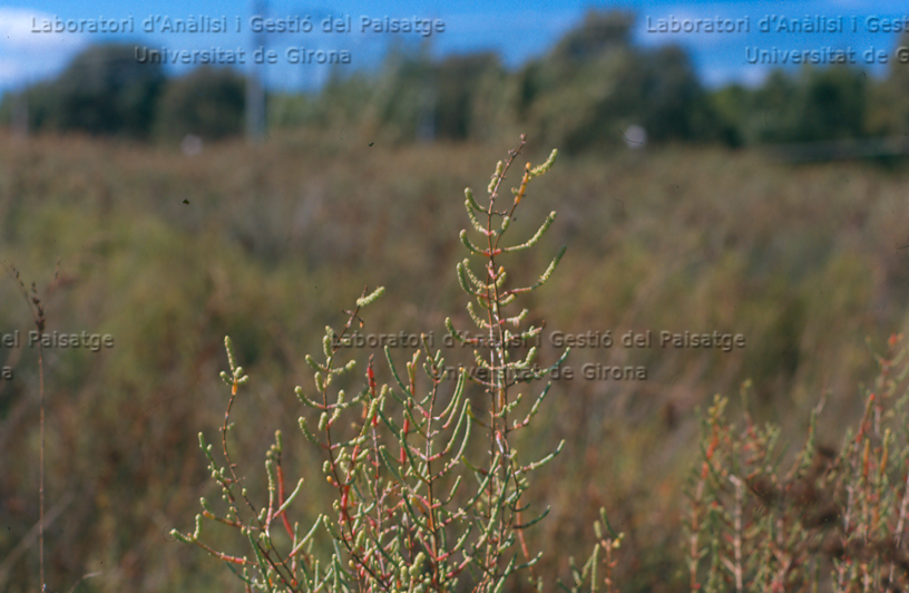 Arthrocnemum fruticosum -camp