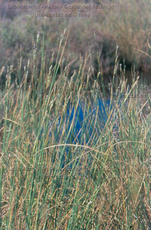 Juncus maritimus -camp