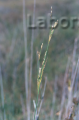 Juncus maritimus -i