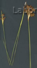 Juncus acutus -i