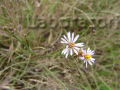 Aster tripolium -i