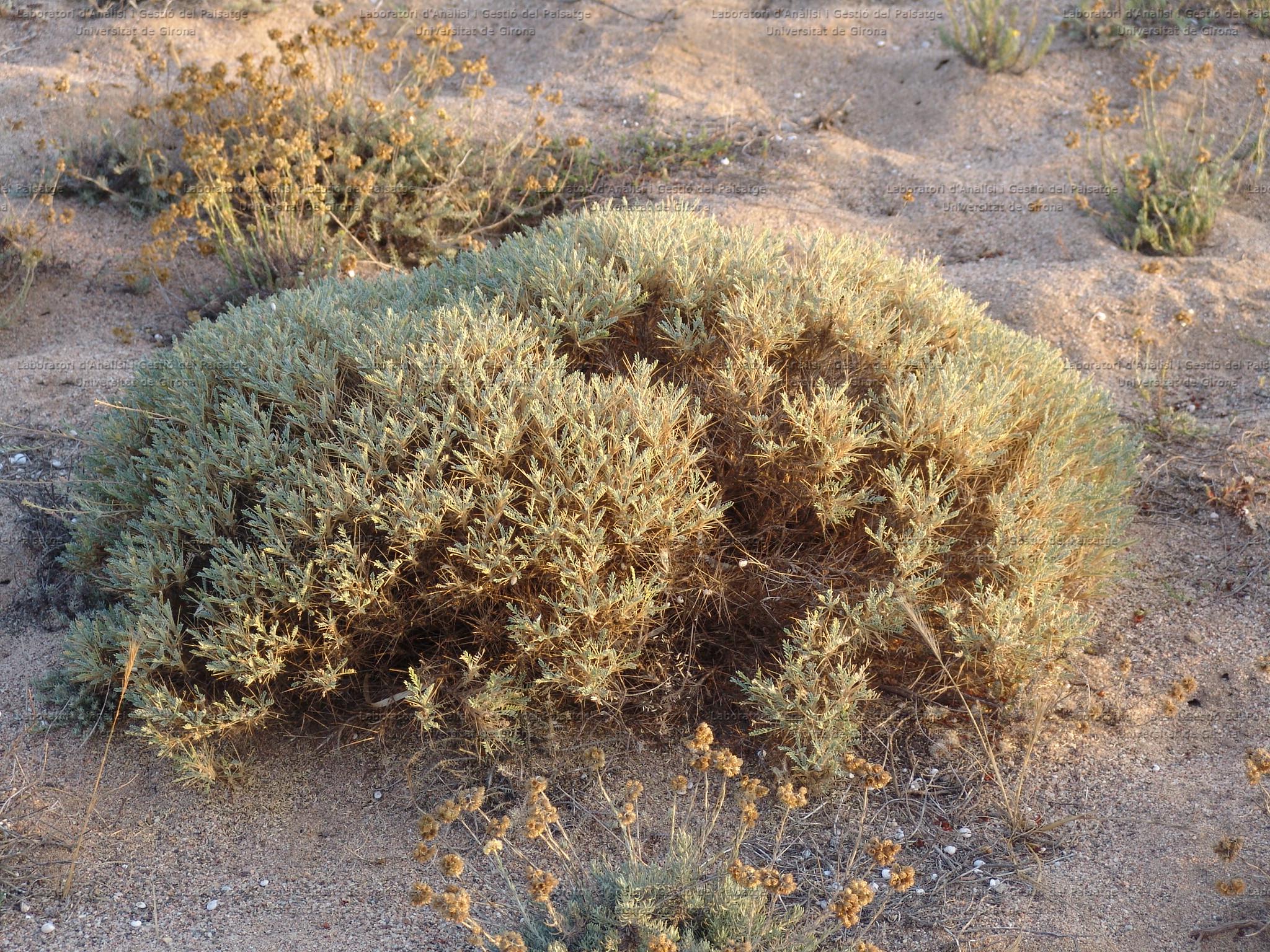 Astragalus tragacantha