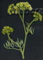 Crithmum maritimum -i