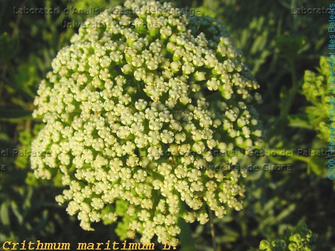 Crithmum maritimum -flor