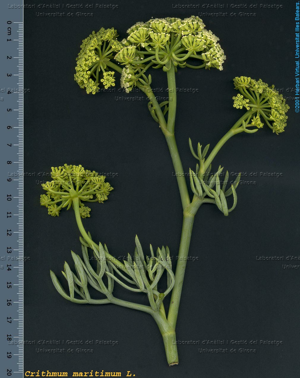 Crithmum maritimum -detall