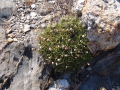 Armeria ruscinonensis -i