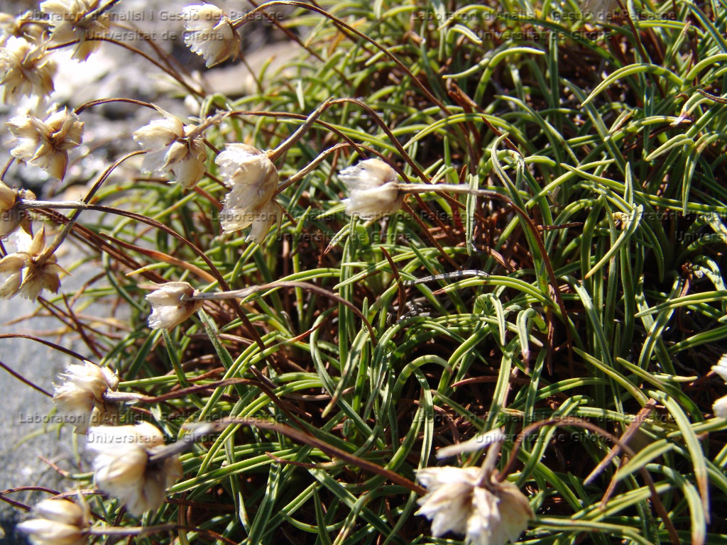 Armeria ruscinonensis -detall