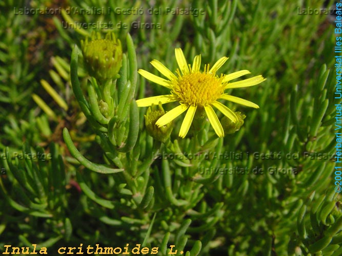 Inula crithmoides -flor