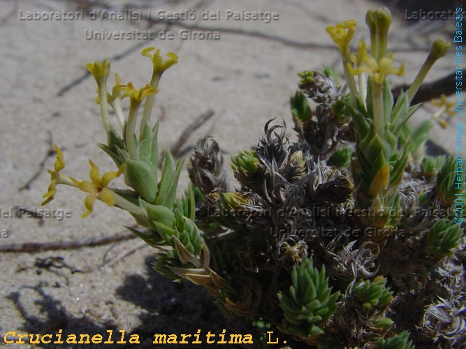 Crucianella maritima -flor