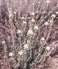 Teucrium polium -i