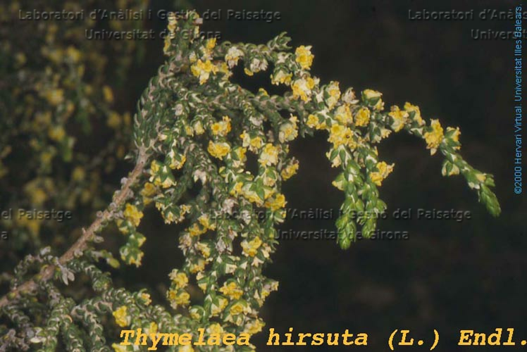 Thymelaea hirsuta -flor