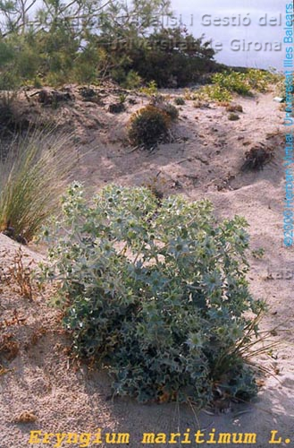 Eryngium maritimum -camp