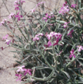 Matthiola sinuata -i