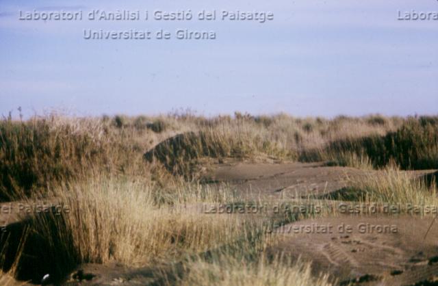 DunesDoñana