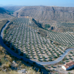 Camps d’oliveres a Gorafe (Granada)