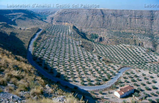 Camps d’oliveres a Gorafe (Granada)