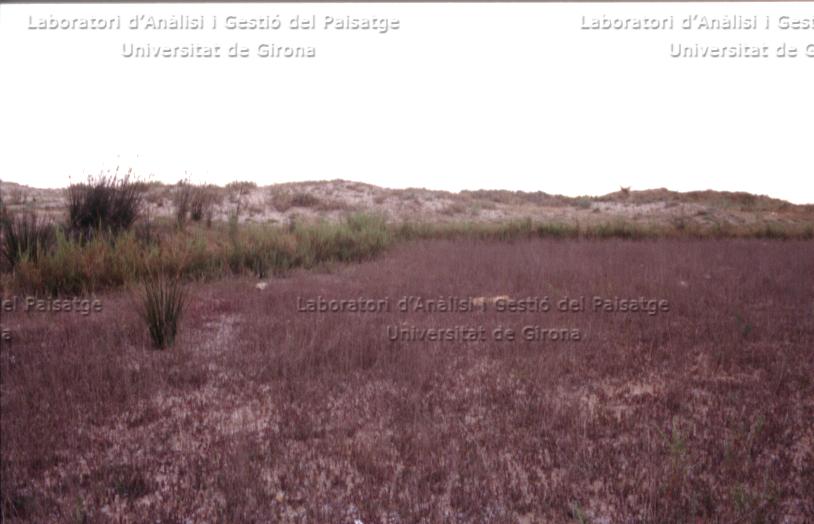 Salicornia europaea