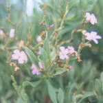 Limoniastrum monopetalum -flor