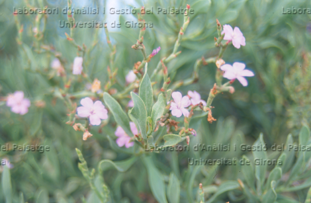 Limoniastrum monopetalum -flor