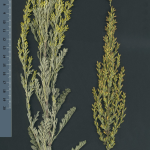 Arthemisia gallica -detall