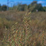 Arthrocnemum fruticosum -camp