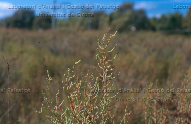 Arthrocnemum fruticosum -camp