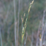 Juncus maritimus