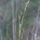 Juncus maritimus -i