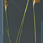 Juncus acutus -detall