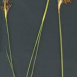 Juncus acutus -i