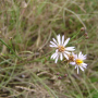 Aster tripolium -i