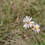 Aster tripolium