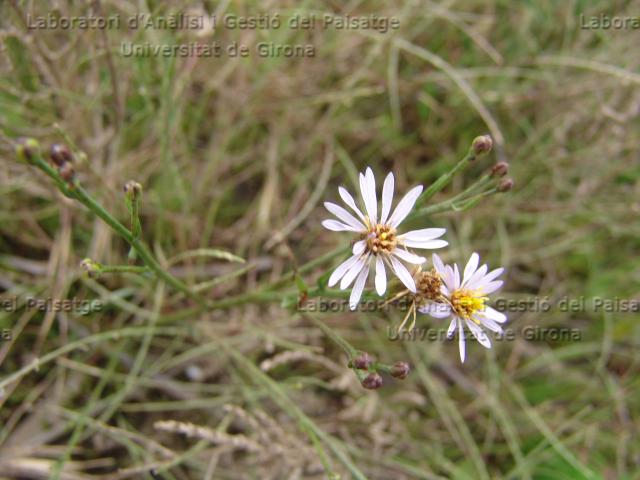 Aster tripolium