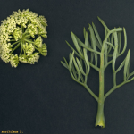 Crithmum maritimum -detall2