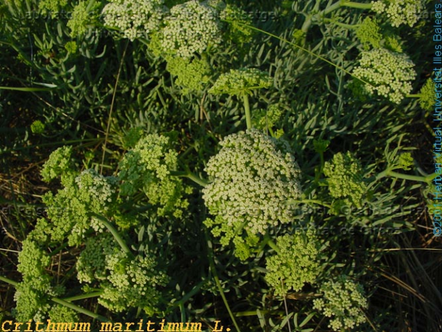 Crithmum maritimum -camp