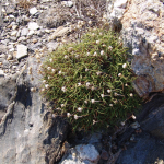 Armeria ruscinonensis -camp