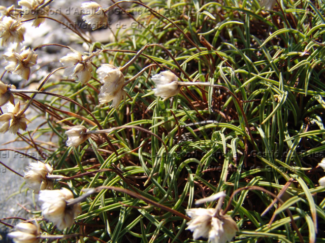 Armeria ruscinonensis -detall