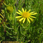 Inula crithmoides -flor