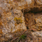 Plantago coronopus -camp