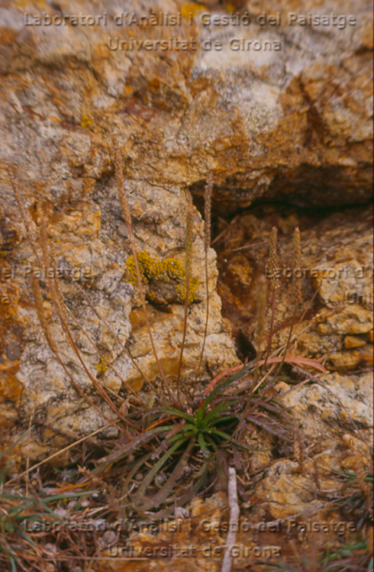 Plantago coronopus -camp