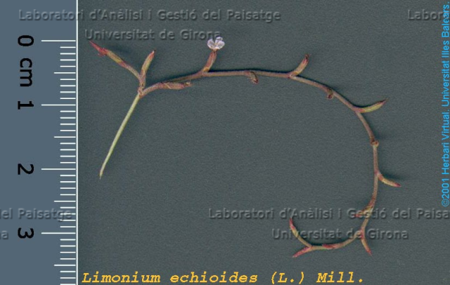 Limonium echioides -flor