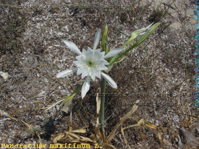 Pancratium maritimum -flor