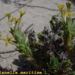 Crucianella maritima -flor