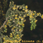 Thymelaea hirsuta -flor