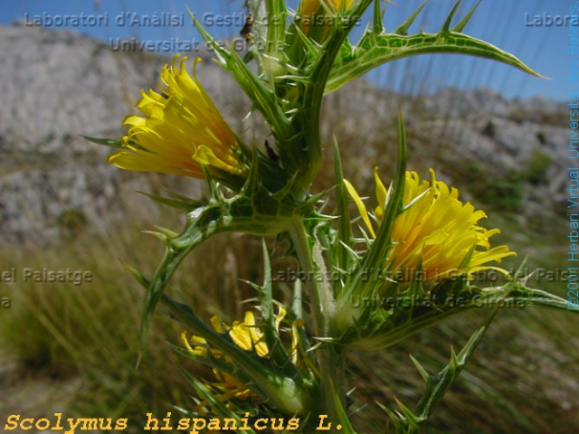 Scolymus hispanicus -flor