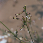 Silene niceensis -flor
