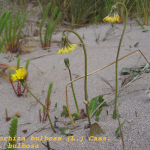 Aetheorhiza bulbosa -camp