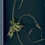 Aetheorhiza bulbosa -detall