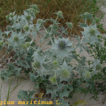 Eryngium maritimum -camp2