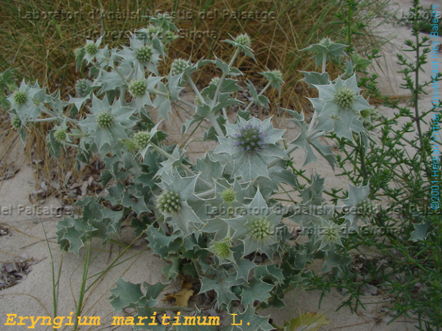 Eryngium maritimum -camp2